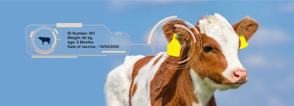 rfid livestock ear tags rfid livestock ear tags
